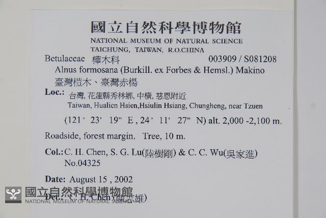 臺灣赤楊、臺灣榿木藏品圖，第2張