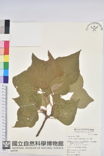 野桐藏品圖，第1張