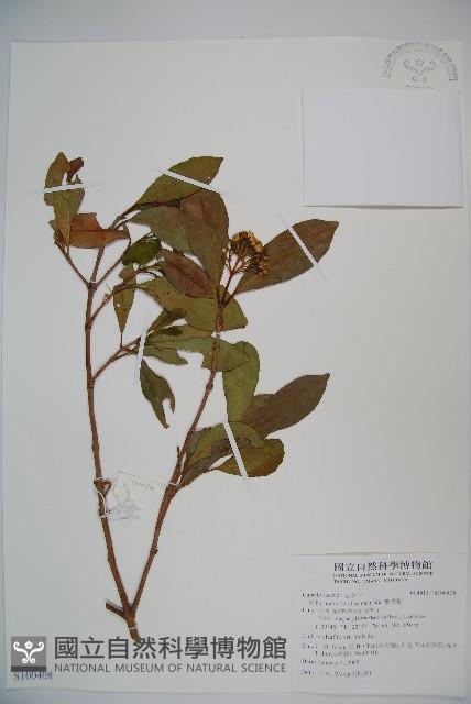 珊瑚樹藏品圖，第1張