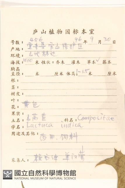 鵝仔草藏品圖，第2張