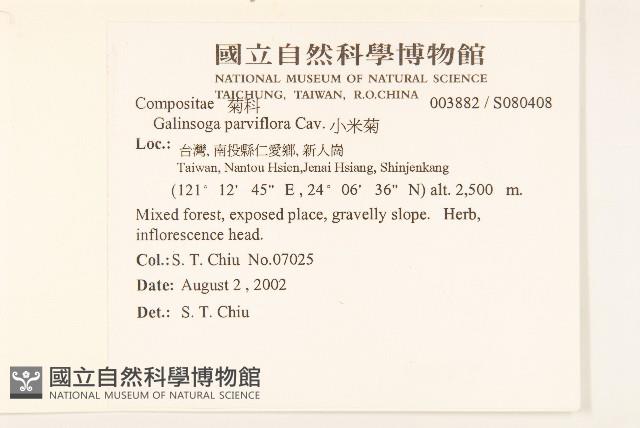 小米菊藏品圖，第2張