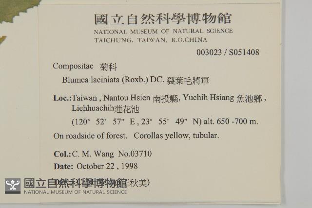 裂葉艾納香藏品圖，第2張