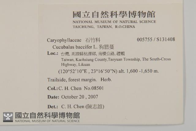 狗筋蔓藏品圖，第2張