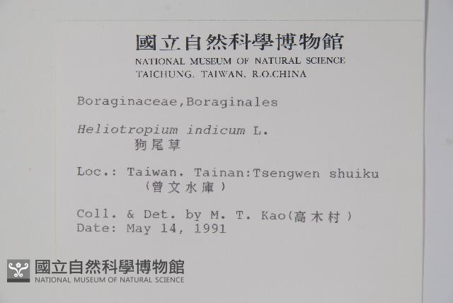 狗尾草藏品圖，第2張