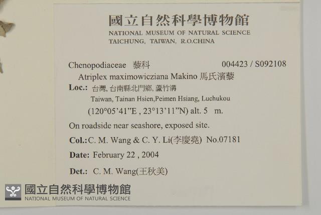 馬氏濱藜藏品圖，第2張