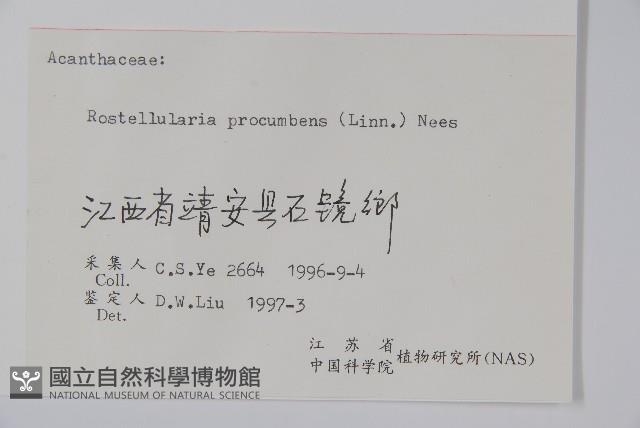 爵床、六角英藏品圖，第2張