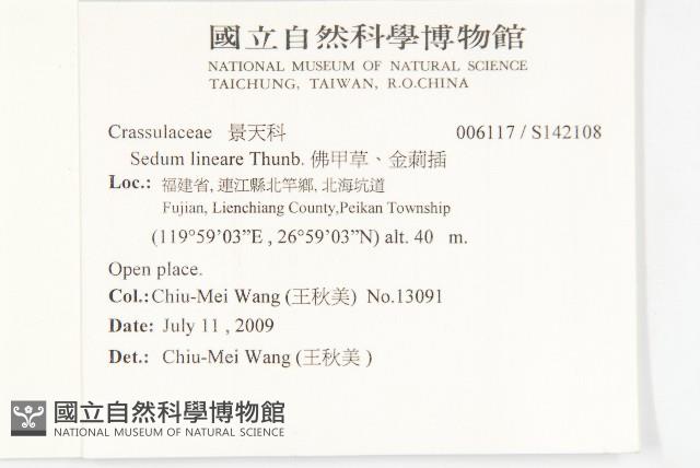 佛甲草、金莿插藏品圖，第2張