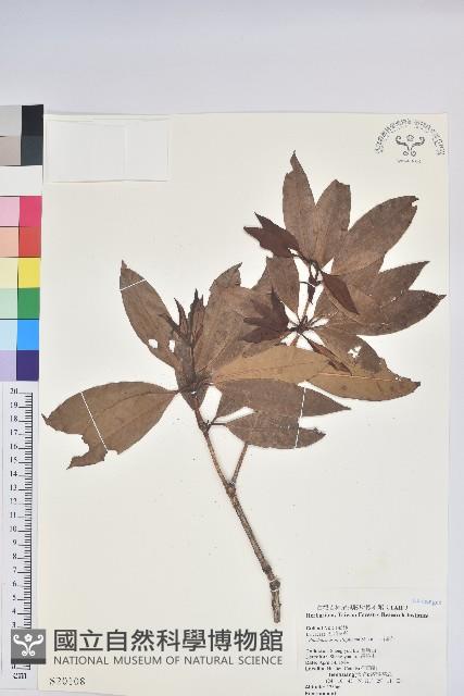 西施花、青紫木藏品圖，第1張