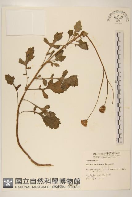 Accession Number:S000108 Collection Image, Figure 1, Total 2 Figures