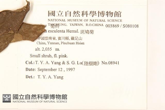 斑鳩菊藏品圖，第2張