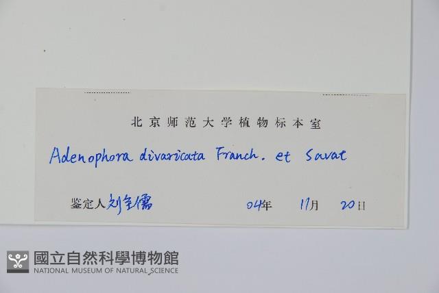 展枝沙參藏品圖，第2張