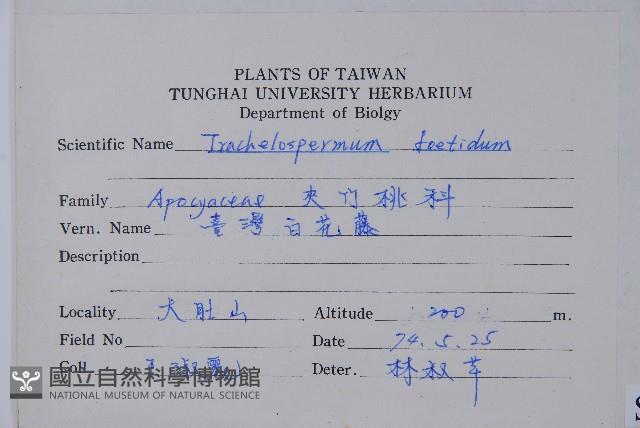 台灣白花藤藏品圖，第2張
