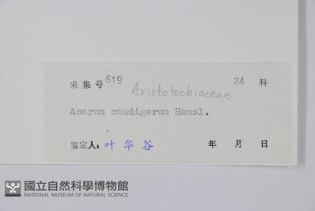薄葉細辛、尾花細辛藏品圖，第2張