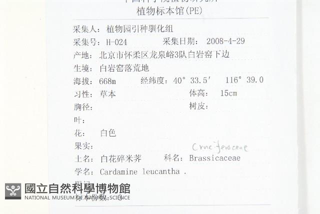 白花碎米薺藏品圖，第2張