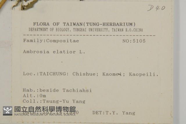 豬草藏品圖，第2張