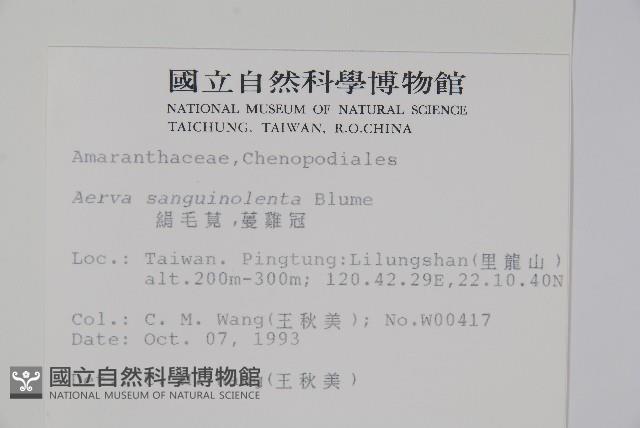 蔓雞冠、絹毛莧藏品圖，第2張