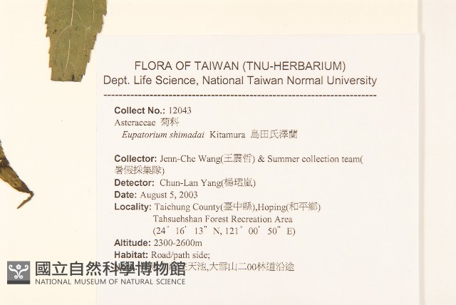 島田氏澤蘭藏品圖，第2張