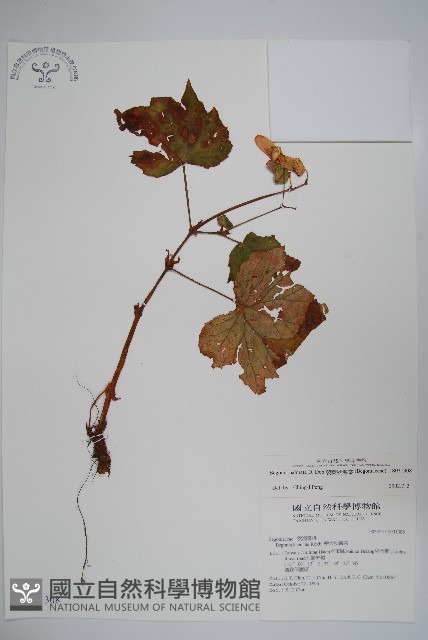 裂葉秋海棠藏品圖，第1張