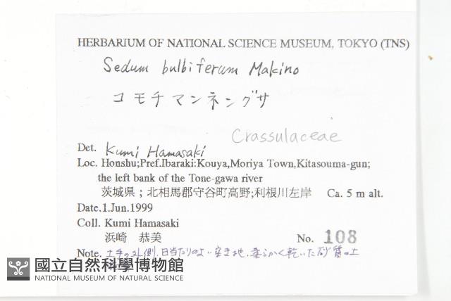 珠芽佛甲草藏品圖，第2張