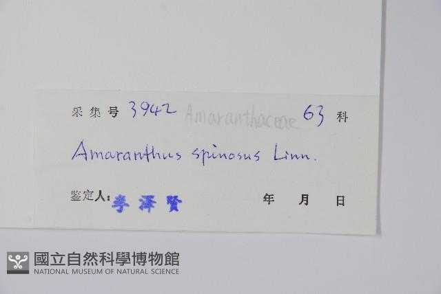 刺莧藏品圖，第2張