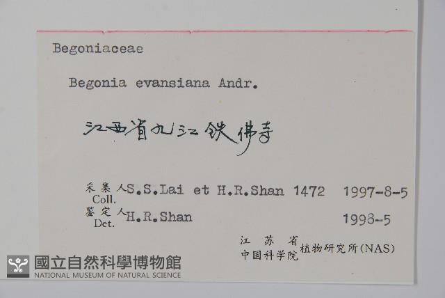 秋海棠藏品圖，第2張