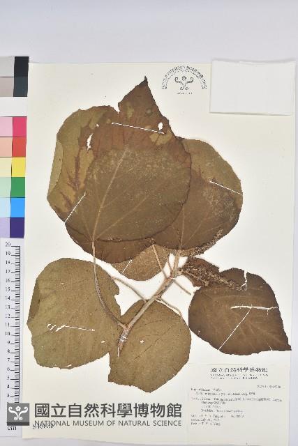 野桐藏品圖，第7張