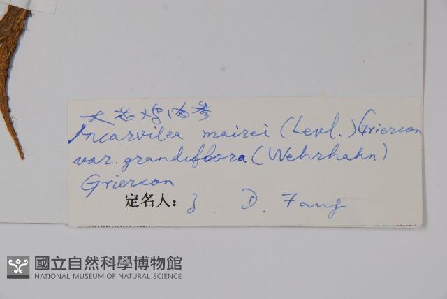 大花雞肉參藏品圖，第2張