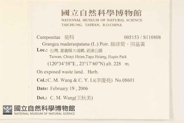 線球菊、田基黃藏品圖，第2張