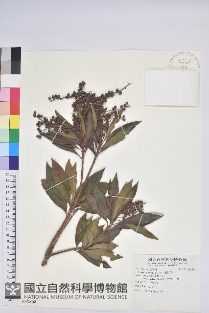 臺灣馬醉木藏品圖，第1張