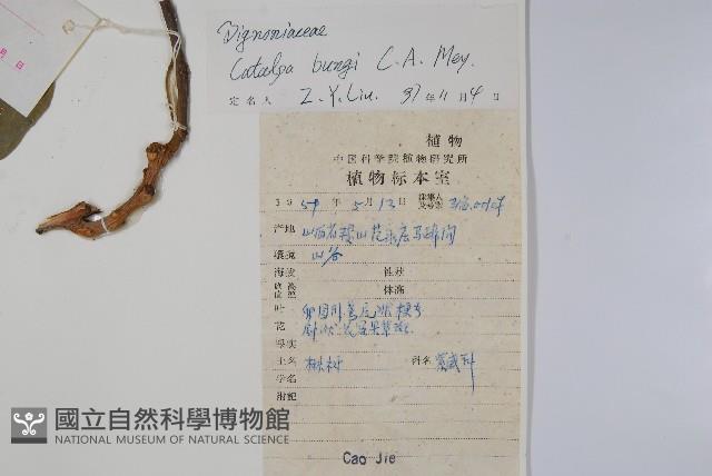 楸樹藏品圖，第2張