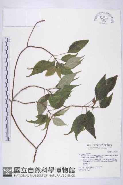 臺灣青莢葉藏品圖，第1張