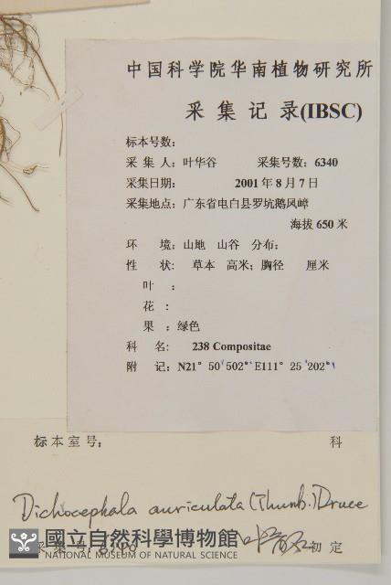 魚眼菊藏品圖，第2張