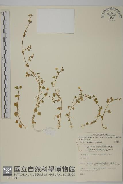 Accession Number:S011808 Collection Image, Figure 1, Total 2 Figures