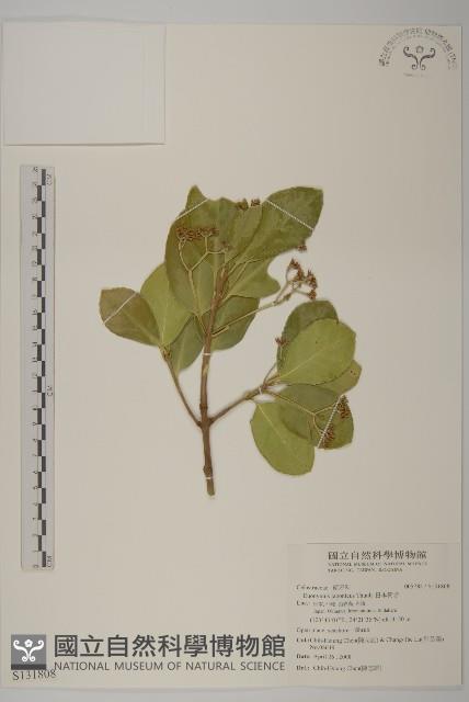 日本衛矛, 大葉黃楊藏品圖，第1張