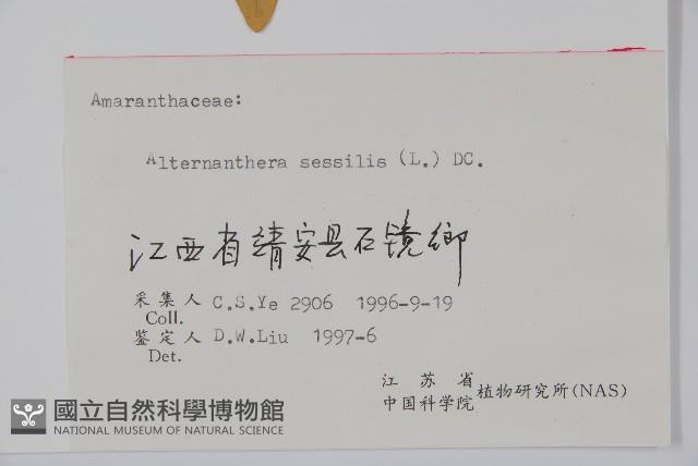 蓮子草藏品圖，第2張