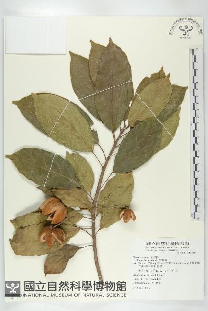 猴歡喜藏品圖，第1張