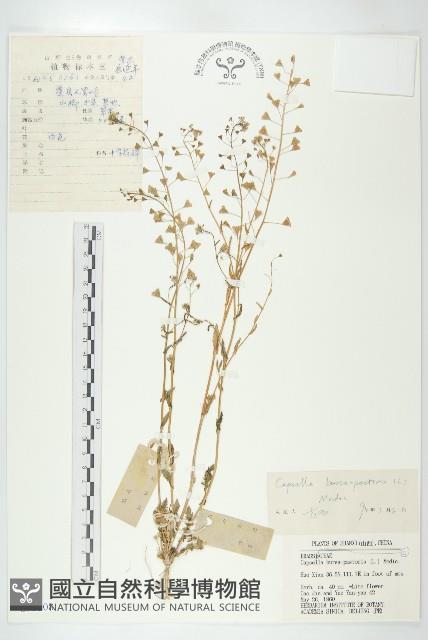 薺藏品圖，第1張