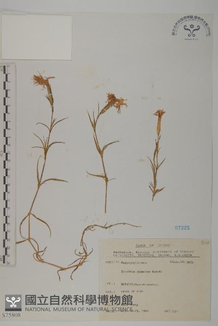 玉山石竹藏品圖，第1張