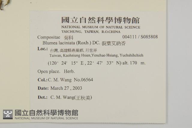 裂葉艾納香藏品圖，第2張