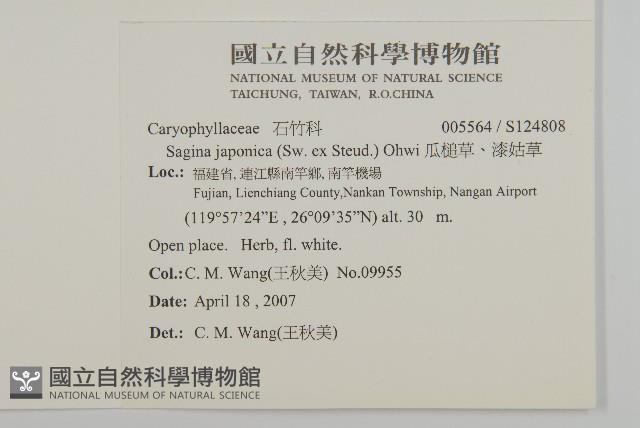 瓜槌草、漆姑草藏品圖，第2張