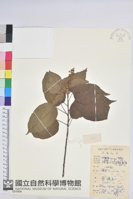 扛香藤藏品圖，第1張