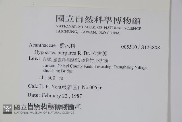 六角英, 槍刀菜藏品圖，第2張