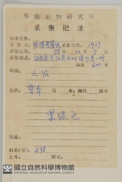 石胡荽、吐金草藏品圖，第2張