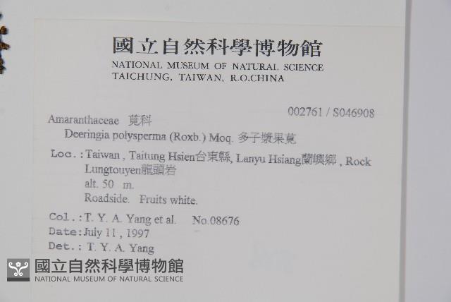 多子漿果莧藏品圖，第2張