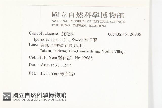 番仔藤藏品圖，第2張