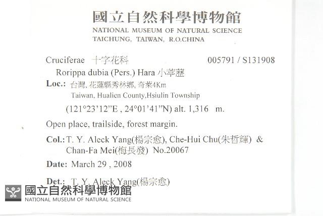 小葶藶藏品圖，第2張