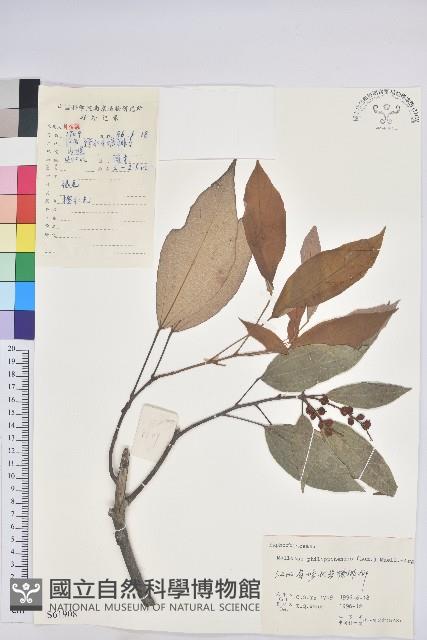 粗糠柴藏品圖，第1張