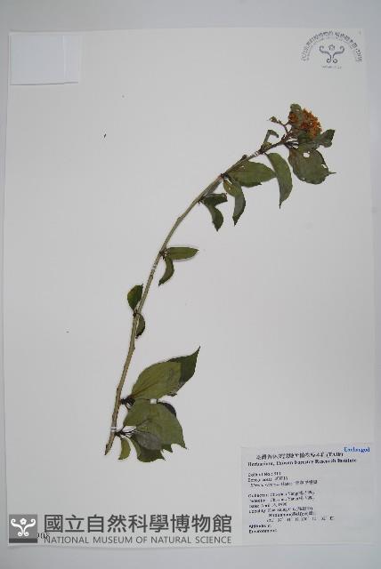 恆春厚殼樹藏品圖，第1張