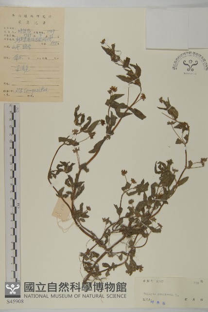 鱧腸藏品圖，第1張