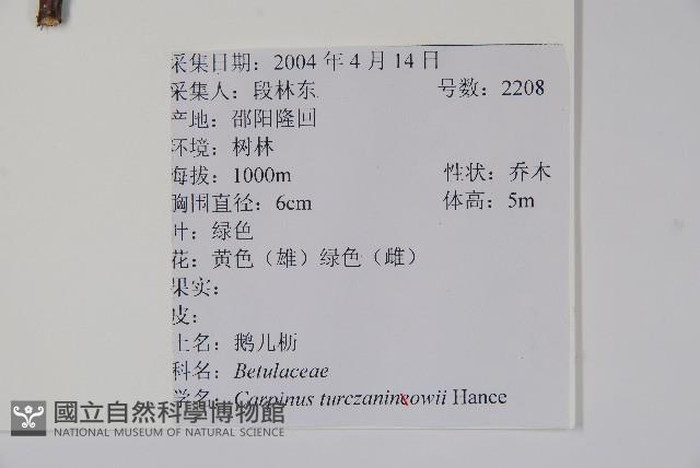 鵝耳櫪藏品圖，第2張